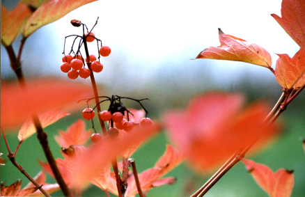 (No 17) Back to index